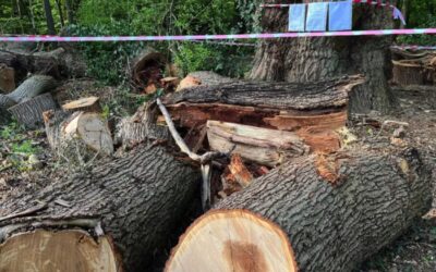 Felled Enfield oak ‘had hundreds of years to live’